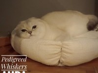 ÖMÜRLÜK YUVA ARIYOR KEDİLERİMİZ