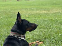 Doberman yer sıkıntısından dolayı sahiplendiriyorum