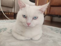 8 aylık erkek british shorthair