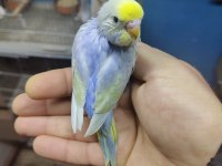 ÜST VASIF RAİNBOW MUHABBET KUŞU