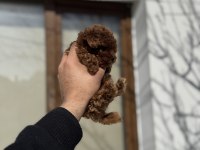 KORE TOY POODLE YAVRULARI