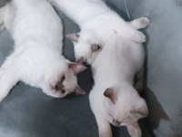 British shorthair kedisi
