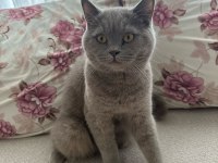 British Shorthair 8 Aylık