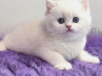 Biricik Mavi Göz NS1133 British Shorthair 