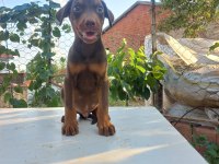Orjinal doberman yavrular