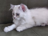 British longhair 3.5 aylık erkek