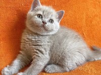British shorthair dişi