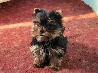 Safkan ırk garantili yorkshire terrier bebekler