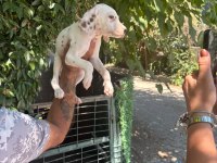 DALMAÇYALI YAVRU KÖPEKLER