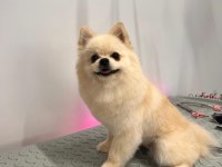 Sahibinden Pomeranian 1 Yaşında