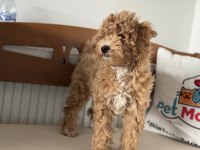 Petmode köpek çiftliğinden wc eğitimli maltipoo