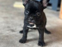 French Bulldog bebeklerimiz yeni ailelerine gitmeye hazır