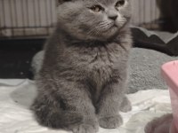 British Shorthair ve Scottish Fold Yavrular Teslime Hazır