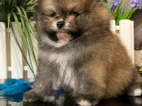 Dişi ve erkek pomeranian