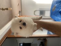 Alman Spitz Irk garantili erkek