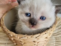 British shorthair 5 tane yavru