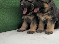 Showline alman çoban köpekler kızıl ve solid black mevcut