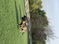 Şecereli Working Alman Kurdu