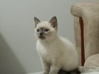 2 aylık British Shorthair Erkek Bebekler