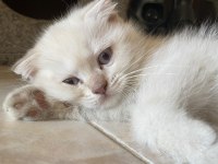 2 aylık scottish fold bebekler