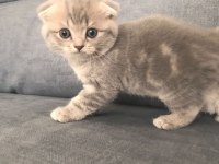 2 dişi 1 erkek scottish fold