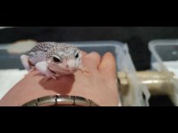 Geckolarımızı sahiplendirmek