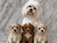Kuşadasının En Güzel Maltipoo Yavruları