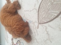 Poodle oğlumuza sıcak bir yuva arıyoruz