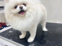 2 yaşında erkek teddy pomeranian