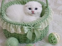 Scottish fold ve british prensler