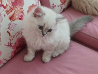 British longhair 2 aylık