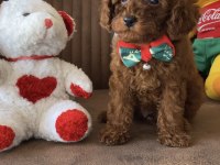 Kore anne babadan lekesiz en koyu renk poodle yavru