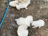 İmperial Pekinez yavrularımız teslime hazırlar