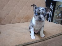 Güzel Gözlü Yakışıklı French Bulldog