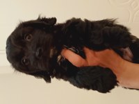 55 Günlük Siyah Maltipoo Yavrusu Kıvırcık Tüylü