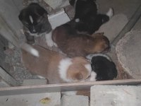 akita yavruları sahnede