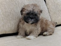 Safkan sıfır numara erkek shih tzu
