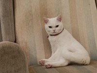 Çok uysal 5 aylık erkek british shorthair
