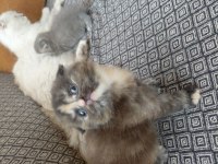 30 günlük kediler mama kum eğitimi yapılıyor