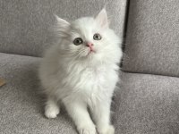 Kar Beyazı British Longhair Yavrum