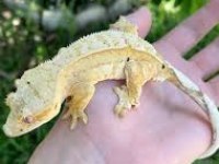 crested gecko