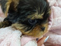 Teacup safkan yorkshire terrier yavruları