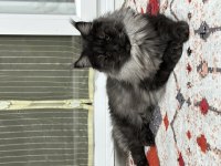 FULL ŞECERELİ BLACK SMOKE DİŞİ MAİNE COON KEDİMİZ