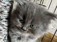 Oyuncu sağlıklı tuvalet eğitimi olan scottish fold yavrular