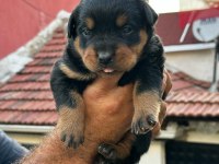 Orijinal rottweiler yavrular