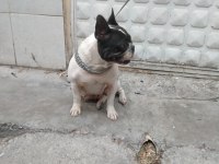 2 yaşında doğum tecrübeli dişi french bulldog