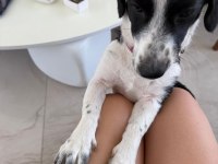 JACK RUSSELL - BORDER COLLIE KIRMASI ZEKİ YAVRU DİŞİ