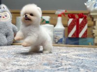 En Güzel Pomeranian Boo Yavrularımız