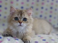 British longhair erkek kediler