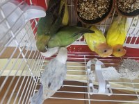 Sevda ve cennet papağanı